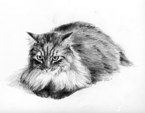 pencil drawing cat