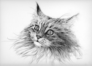 pencil cat Maine Coone