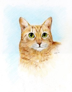 colored pencil cat portrait orange