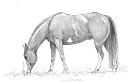 pencil drawing horse