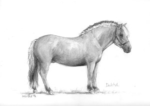 pencil portrait therapy horse