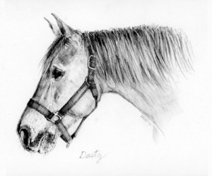 pencil portrait horse