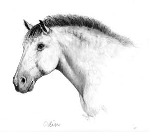 pencil drawing horse